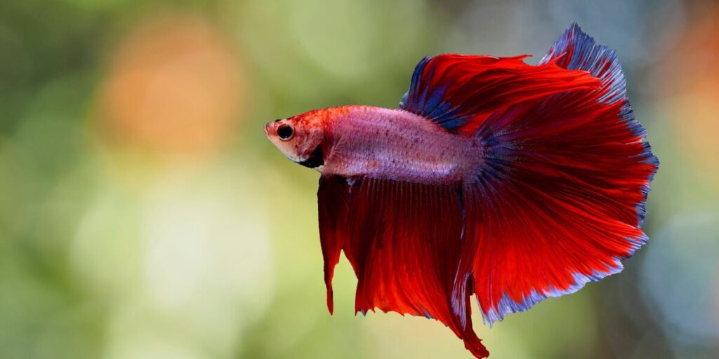 Betta Fish Q&A: Why These Animals Aren't 'Starter Pets